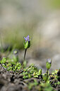 BUITEN BEELD Foto: 444224