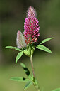 BUITEN BEELD Foto: 444225
