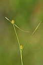 BUITEN BEELD Foto: 444227