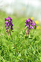 BUITEN BEELD Foto: 444230