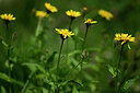 BUITEN BEELD Foto: 444236