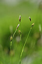 BUITEN BEELD Foto: 444242