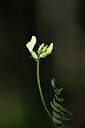 BUITEN BEELD Foto: 444246