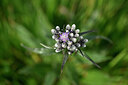 BUITEN BEELD Foto: 444256
