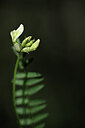 BUITEN BEELD Foto: 444258