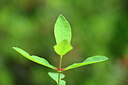 BUITEN BEELD Foto: 444269