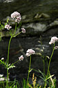 BUITEN BEELD Foto: 444271