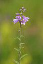 BUITEN BEELD Foto: 444280