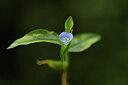 BUITEN BEELD Foto: 444287