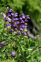 BUITEN BEELD Foto: 444296