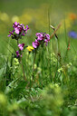 BUITEN BEELD Foto: 444311