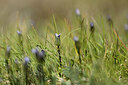 BUITEN BEELD Foto: 444345