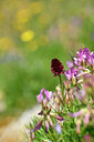 BUITEN BEELD Foto: 444355