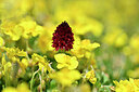 BUITEN BEELD Foto: 444358