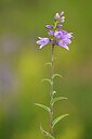 BUITEN BEELD Foto: 444380