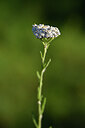 BUITEN BEELD Foto: 444381