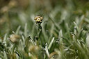 BUITEN BEELD Foto: 444385
