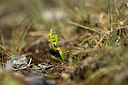 BUITEN BEELD Foto: 444411