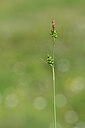 BUITEN BEELD Foto: 444412