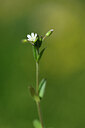 BUITEN BEELD Foto: 444424