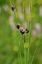 BUITEN BEELD Foto: 444426