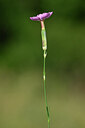 BUITEN BEELD Foto: 444429