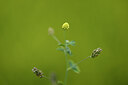 BUITEN BEELD Foto: 444431