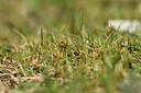 BUITEN BEELD Foto: 444435