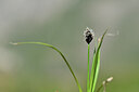 BUITEN BEELD Foto: 444436