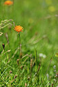 BUITEN BEELD Foto: 444444
