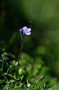 BUITEN BEELD Foto: 444446