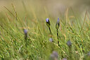 BUITEN BEELD Foto: 444447