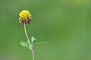 BUITEN BEELD Foto: 444450