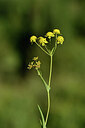 BUITEN BEELD Foto: 444455