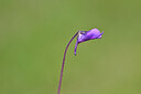 BUITEN BEELD Foto: 444462