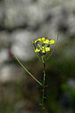 BUITEN BEELD Foto: 444471