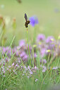 BUITEN BEELD Foto: 444474