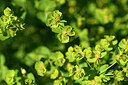 BUITEN BEELD Foto: 444479