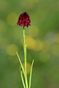 BUITEN BEELD Foto: 444493
