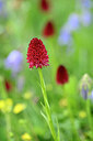 BUITEN BEELD Foto: 444494