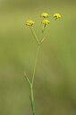 BUITEN BEELD Foto: 444497