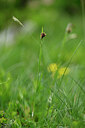 BUITEN BEELD Foto: 444501