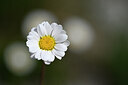 BUITEN BEELD Foto: 444507