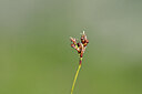 BUITEN BEELD Foto: 444510
