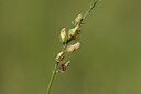 BUITEN BEELD Foto: 444514
