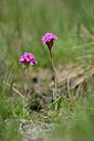 BUITEN BEELD Foto: 444518