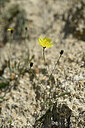 BUITEN BEELD Foto: 444523