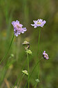 BUITEN BEELD Foto: 444526