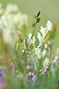 BUITEN BEELD Foto: 444527
