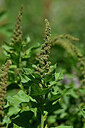 BUITEN BEELD Foto: 444530